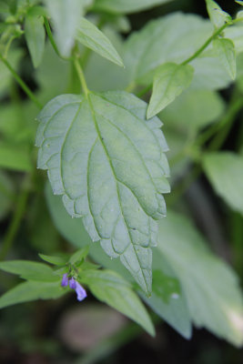 Scutellaria lateriflora- Mad Dog Skullcap