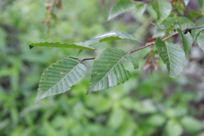 Carpinus caroliniana- American Hornbeam