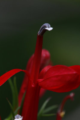 Lobelia cardinalis- Cardinal Flower