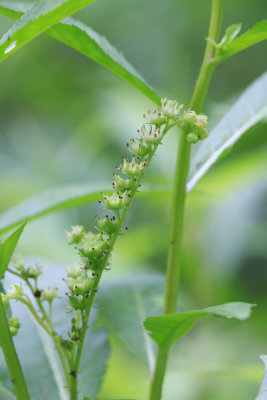 Penthorum sedoides- Ditch Stonecrop
