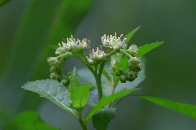 Penthorum sedoides- Ditch Stonecrop