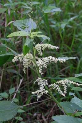 Laportea canadensis- Wood Nettle