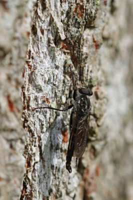 Robber Fly