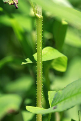 Polygonum sagittatum- Arrow-leaved Tearthumb