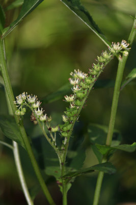 Penthorum sedoides- Ditch Stonecrop
