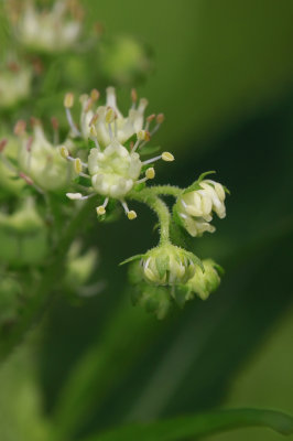 Penthorum sedoides- Ditch Stonecrop