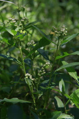 Penthorum sedoides- Ditch Stonecrop