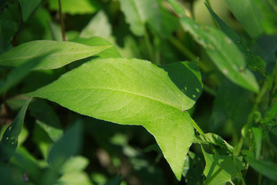 Polygonum arifolium- Halberd-leaved Tearthumb