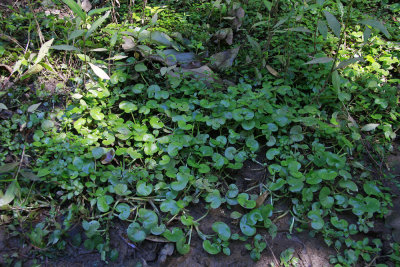 Heteranthera reniformis- Kidney-leaf Mud Plantain