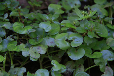 Heteranthera reniformis- Kidney-leaf Mud Plantain