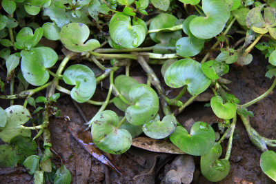 Heteranthera reniformis- Kidney-leaf Mud Plantain