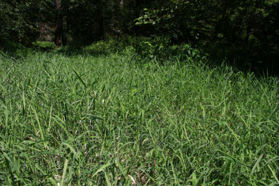 Phalaris arundinacea- Ribbon Grass