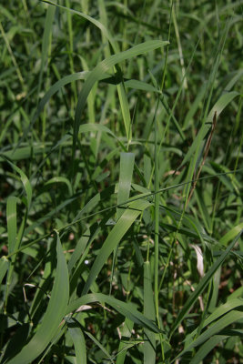 Phalaris arundinacea- Ribbon Grass