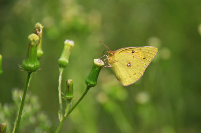 Clouded Sulphur