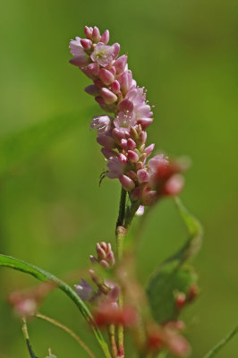 Polygonum pennsylvanicum- Pennsylvania Smartweed