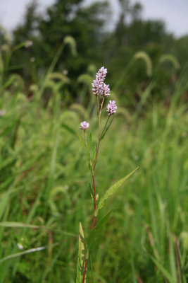 Polygonum pennsylvanicum- Pennsylvania Smartweed