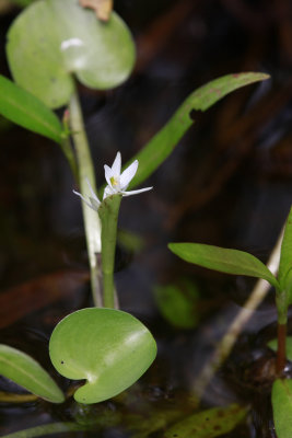 Heteranthera reniformis- Kidneyleaf Mud Plantain