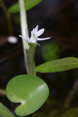 Heteranthera reniformis- Kidneyleaf Mud Plantain