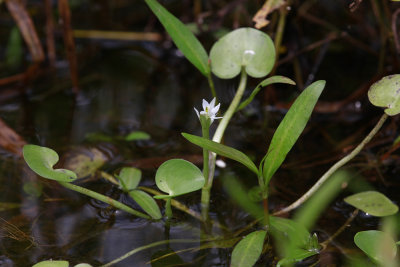 Heteranthera reniformis- Kidneyleaf Mud Plantain
