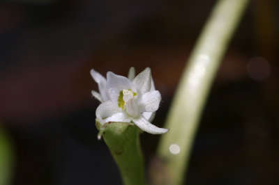Heteranthera reniformis- Kidneyleaf Mud Plantain