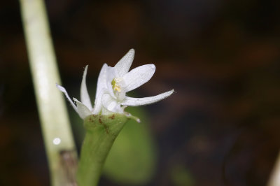 Heteranthera reniformis- Kidneyleaf Mud Plantain