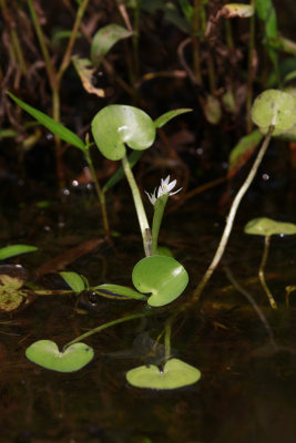 Heteranthera reniformis- Kidneyleaf Mud Plantain