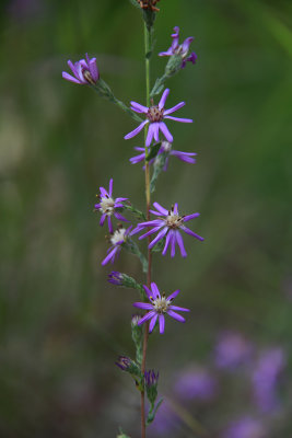 Aster concolor- Silvery Aster
