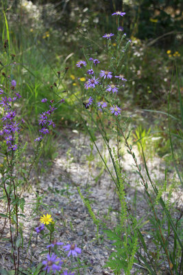 Aster concolor- Silvery Aster