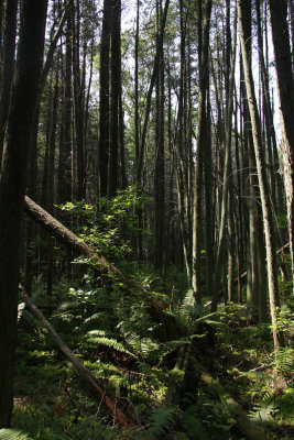 Atlantic White Cedar swamp