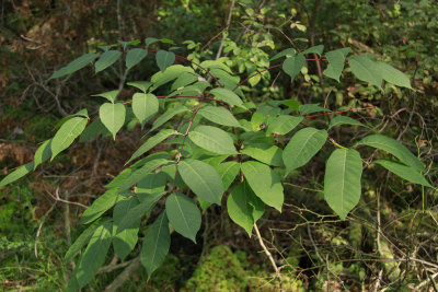 Toxicodendron vernix- Poison Sumac