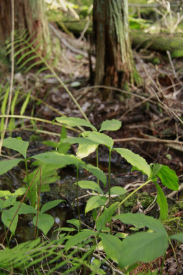 Arisaema triphyllum- Jack-in-the-Pulpit