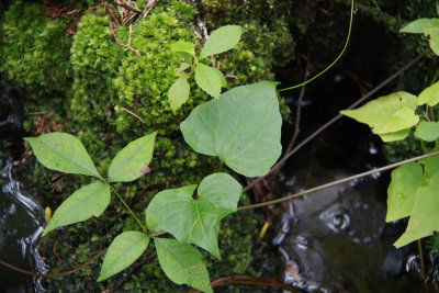 Mikania scandens and Toxicodendron radicans