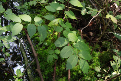 Toxicodendron vernix- Poison Sumac