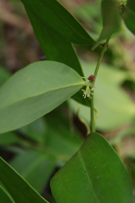 Smilax laurifolia- Laurel-leaved Greenbriar