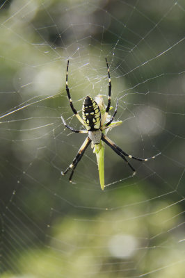 Garden Spider with prey