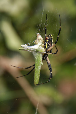 Garden Spider with prey