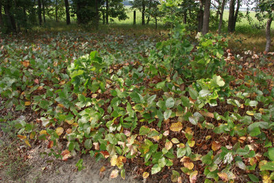 Toxicodendron pubescens- Poison Oak