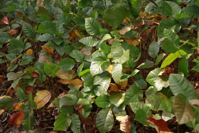 Toxicodendron pubescens- Poison Oak