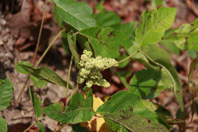 Toxicodendron pubescens- Poison Oak