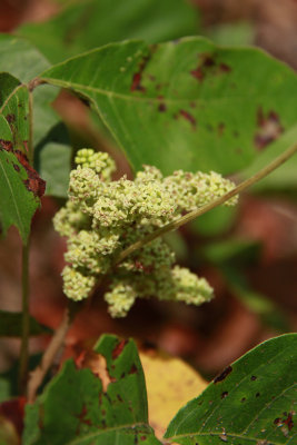 Toxicodendron pubescens- Poison Oak