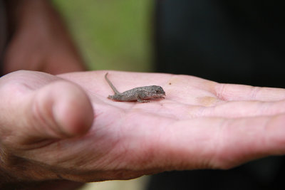 Eastern Fence Lizard