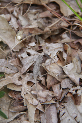 Eastern Fence Lizard