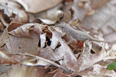 Eastern Fence Lizard