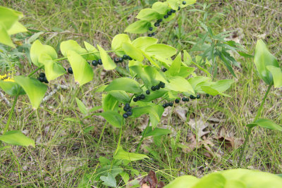 Polygonatum biflorum- Solomon's Seal