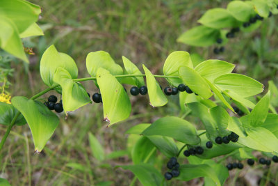 Polygonatum biflorum- Solomon's Seal