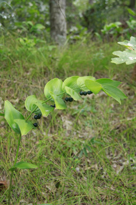 Polygonatum biflorum- Solomon's Seal