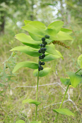 Polygonatum biflorum- Solomon's Seal