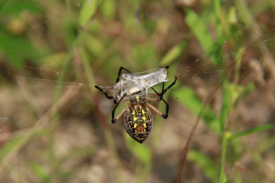 Garden Spider with prey