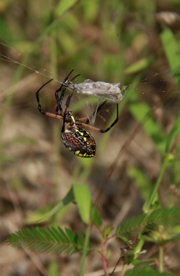 Garden Spider with prey