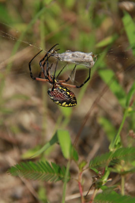 Garden Spider with prey